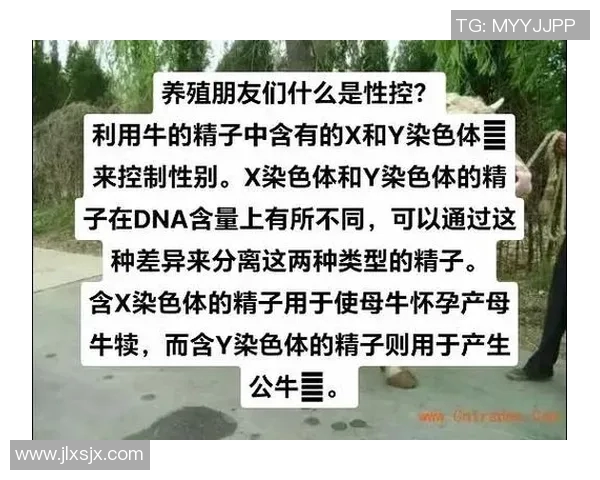 公牛的力量与荣耀:探索公牛在不同文化中的象征意义与实际影响 公牛的力量与荣耀:探索公牛在不同文化中的象征意义与实际影响